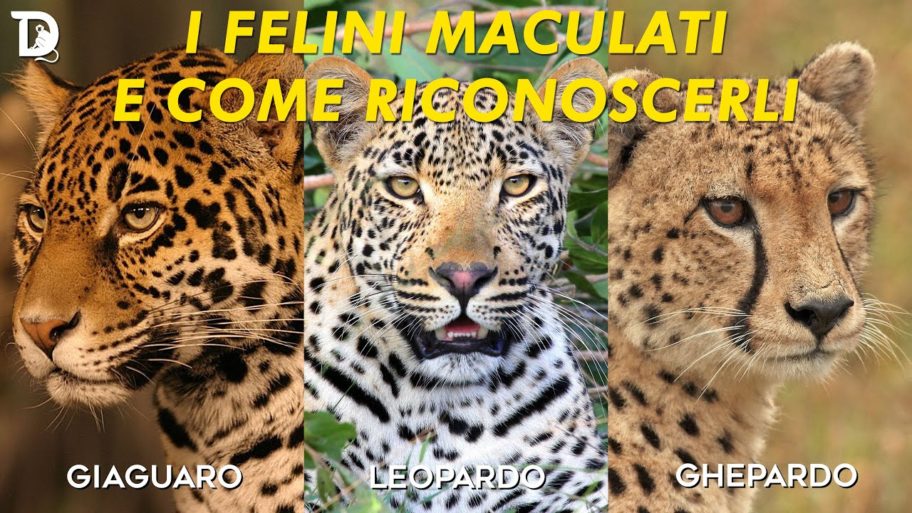 i felini maculati e come riconoscerli – focus diorama nature