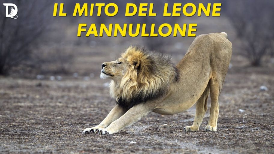 mito-leone-fannullone