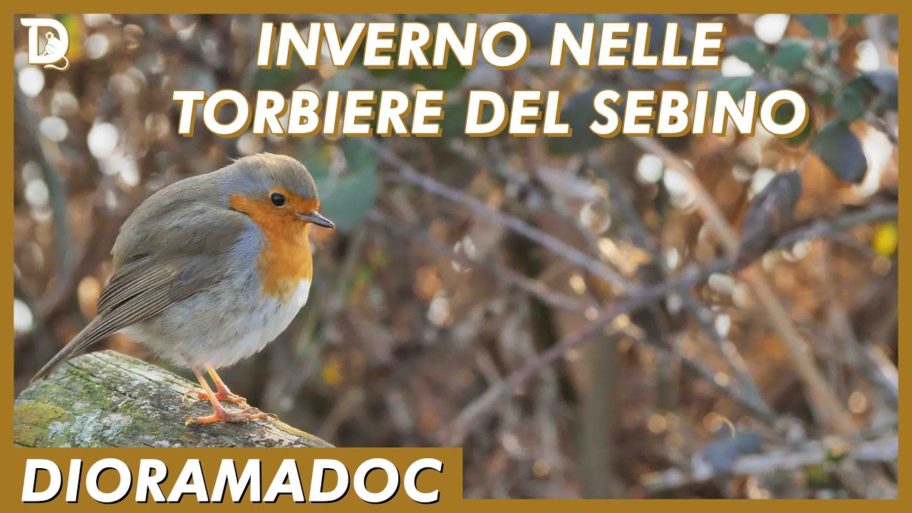 inverno nelle torbiere del sebino – dioramadoc