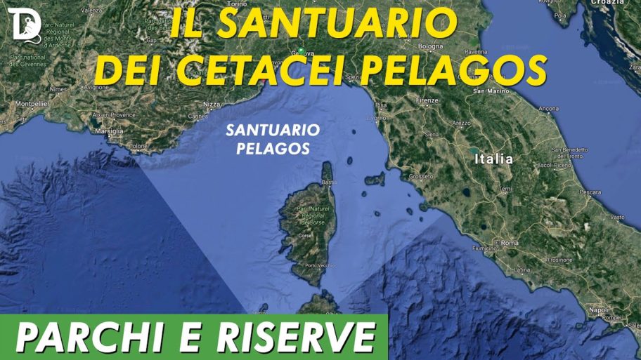 santuario dei cetacei – copertina