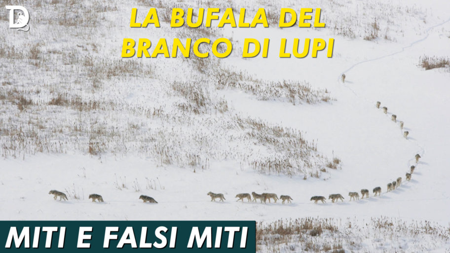 LA BUFALA DEL BRANCO DI LUPI – COPERTINA YOUTUBE