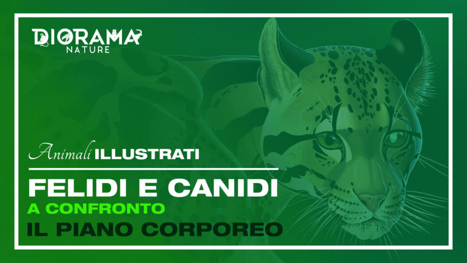 ANIMALI ILLUSTRATI 1 – PIANO CORPOREO – COPERTINA (72DPI)