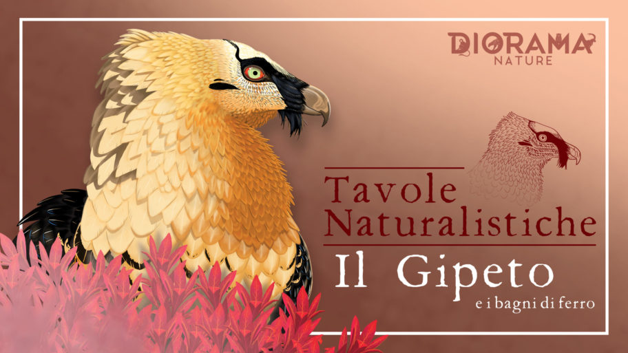 COPERTINA VIDEO GIPETO