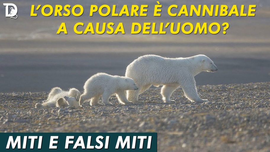 orso polare cannibale a causa uomo