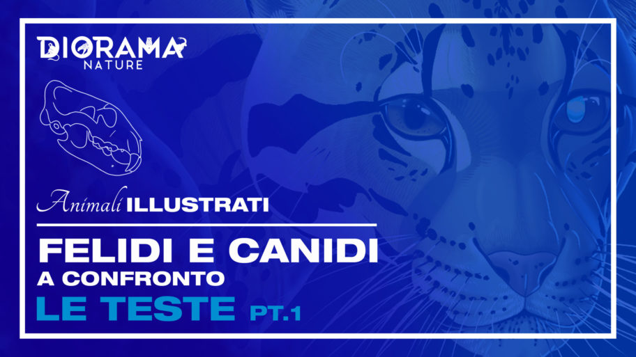 ANIMALI ILLUSTRATI 2 – LE TESTE – COPERTINA