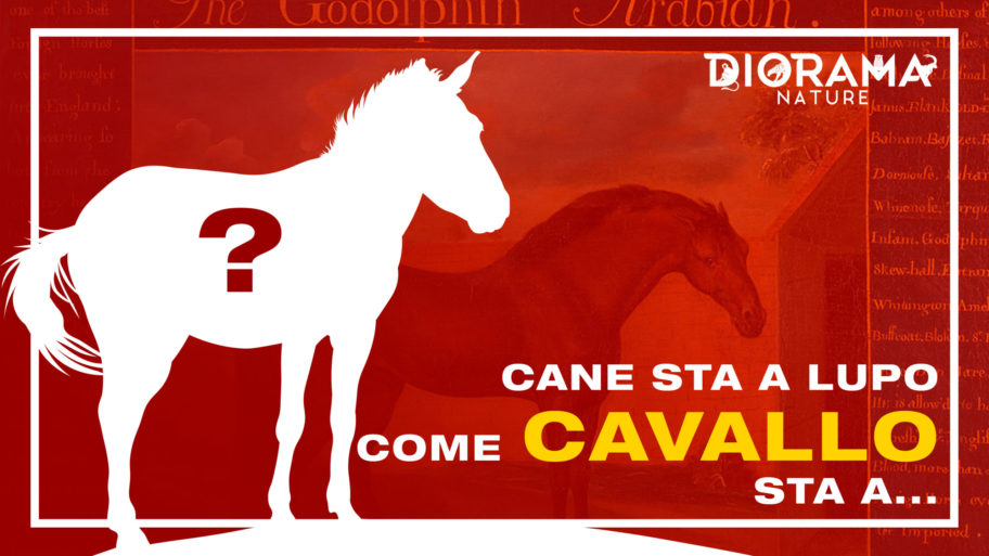 CAVALLO COPERTINA LAYER PREMIERE youtube