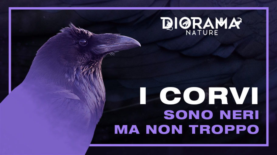 CORVI COPERTINA 72 DPI
